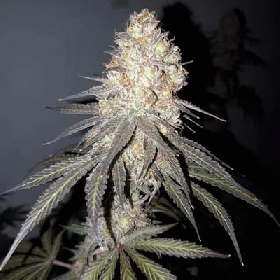 Delicious Cookies > Delicious Seeds
